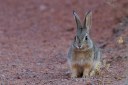 desert-cottontail-1531821__340
