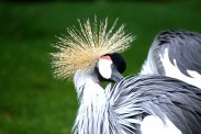 grey-crowned-crane-112242__340