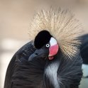 grey-crowned-crane-3202924__340