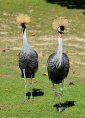 grey-crowned-crane-3808822__340