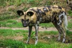 hyena-3557778_960_720