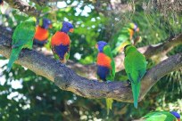 rainbow-lorikeets-433436__340