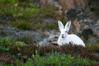 arctic-hare-828994__340