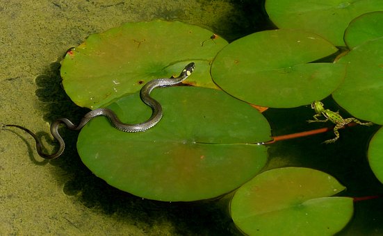 grass-snake-