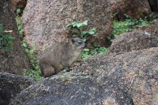 rock-hyrax