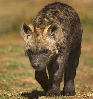 spotted-hyena-2798926__340