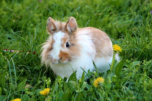 the-rabbit-the-lions