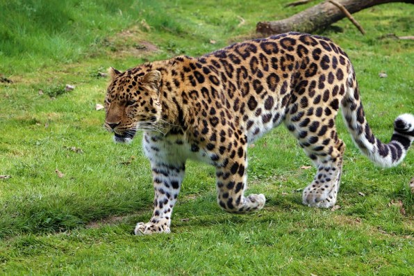 amur-leopard
