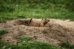 prairie-dog