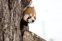 red-panda