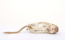 animal dead rat