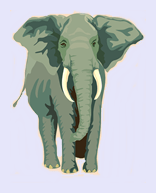 elephant2