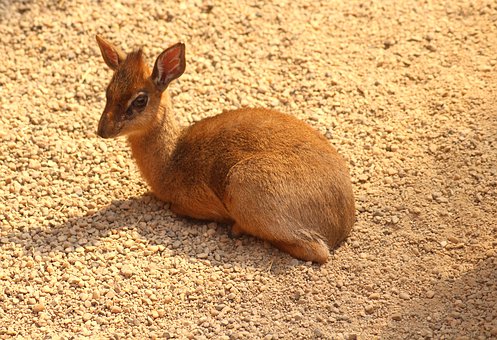 dikdik
