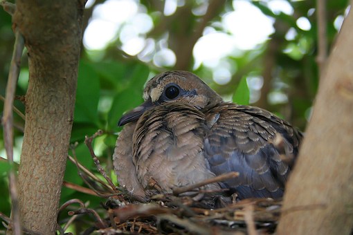 nest-bird