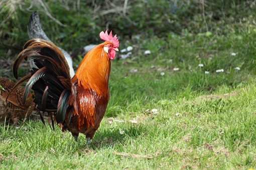 animal cock
