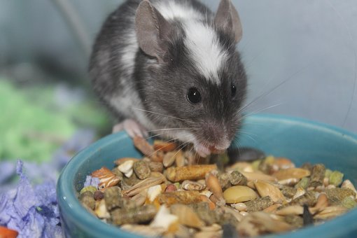 rats food