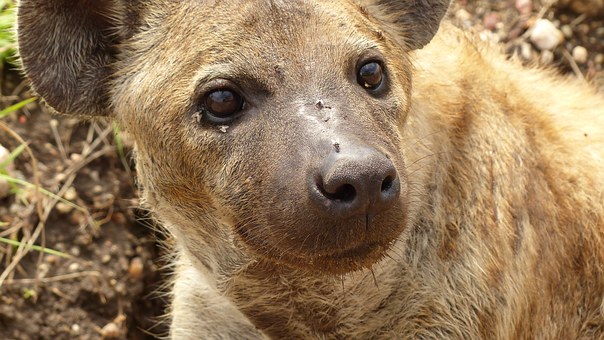 hyena