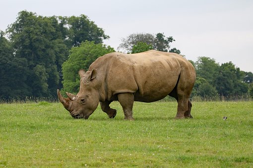 rhino-