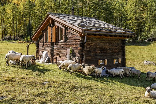 sheep-hut