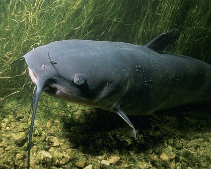 channel-catfish