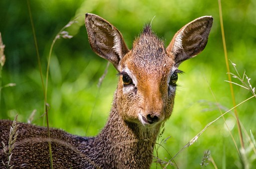 dik-dik-