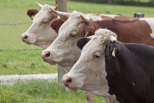 female-cattle