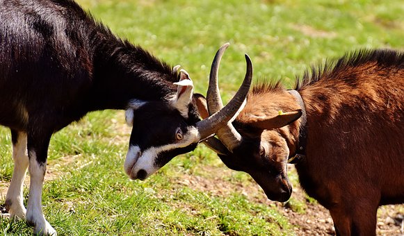 goats fighing