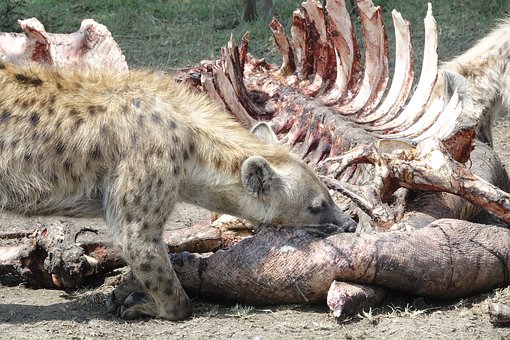 nature hyena