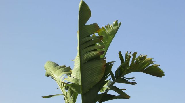 banana leave