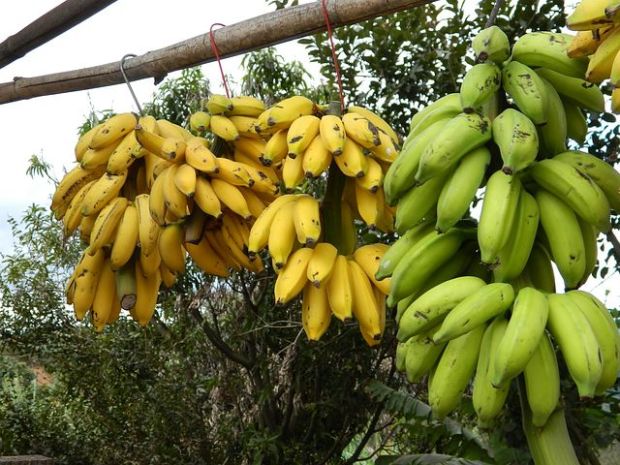 bunch-of-bananas