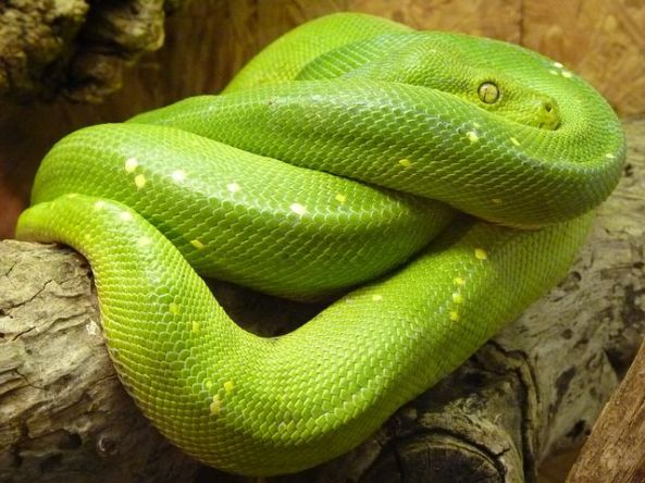 green-tree-python