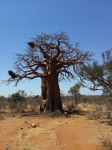 baobab-ng'wandu