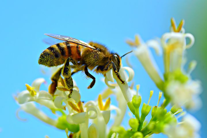 honey-bees2