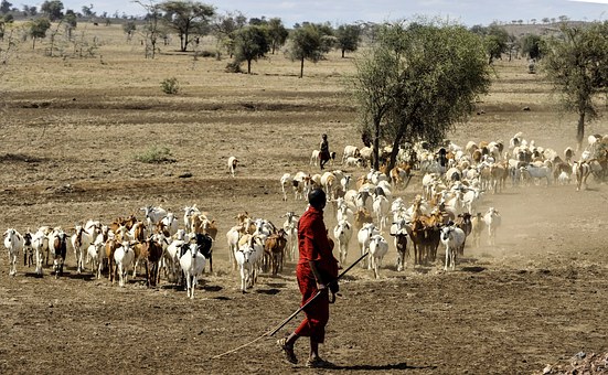 maasai-herdsman