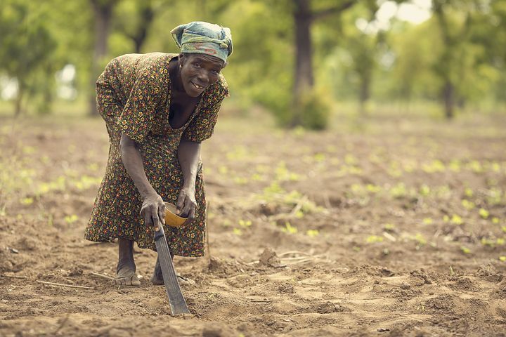 planting nimi nkima