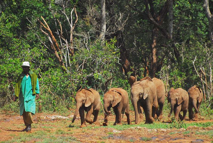bhupanga baby-elephants