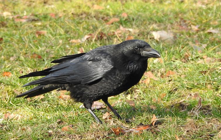 crow kunguru raven-