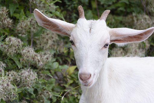 goatling