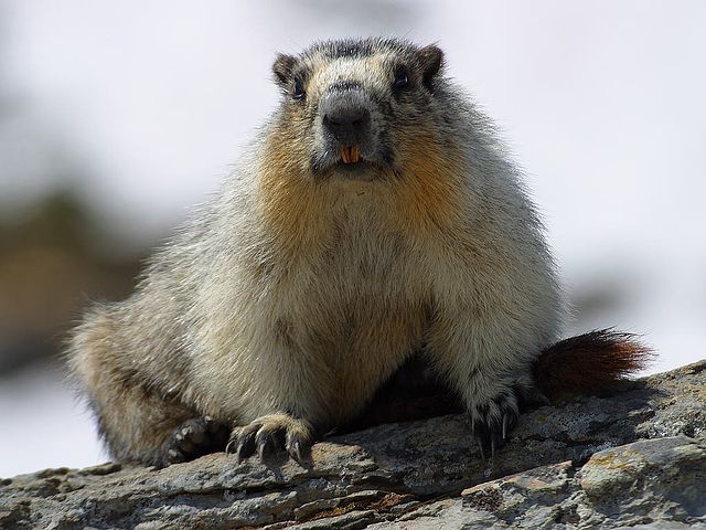 marmot-fungo
