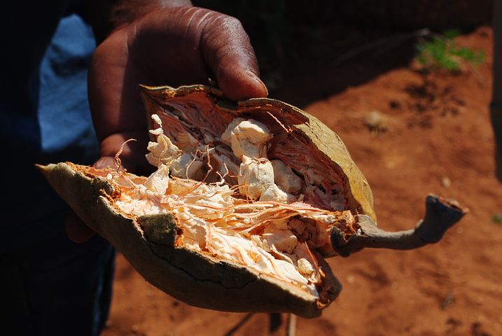 baobab fruit