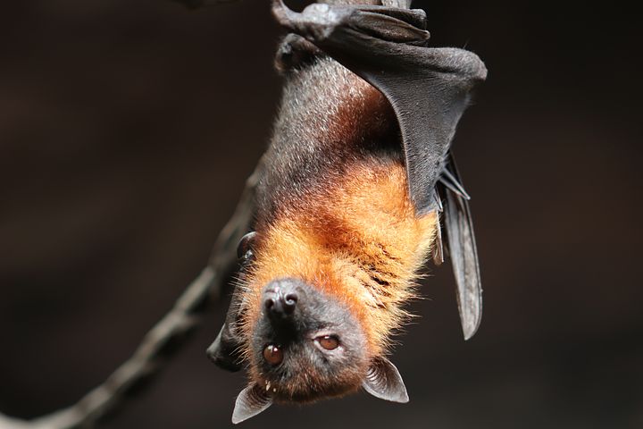 bat1