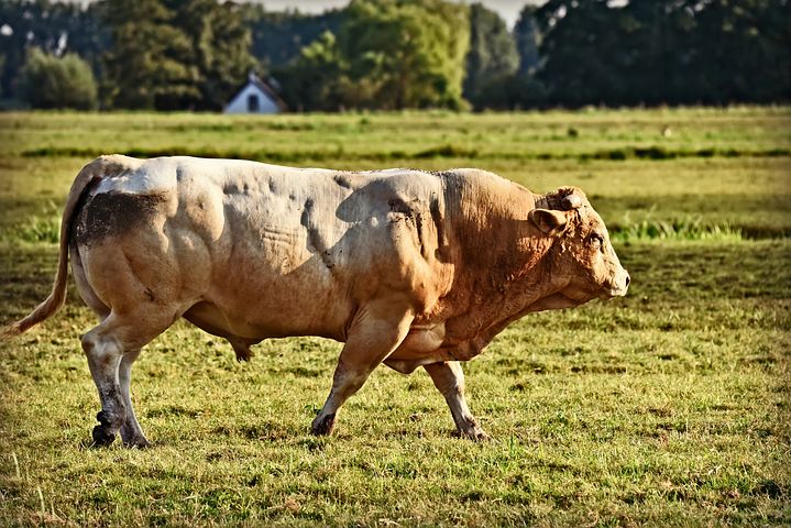 bull1