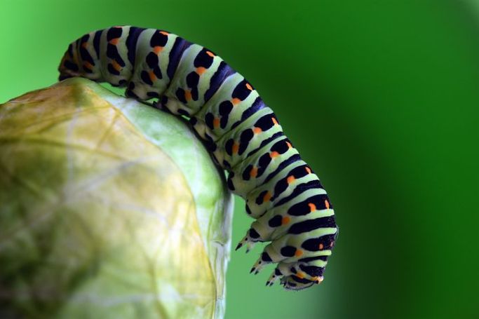 caterpillar-