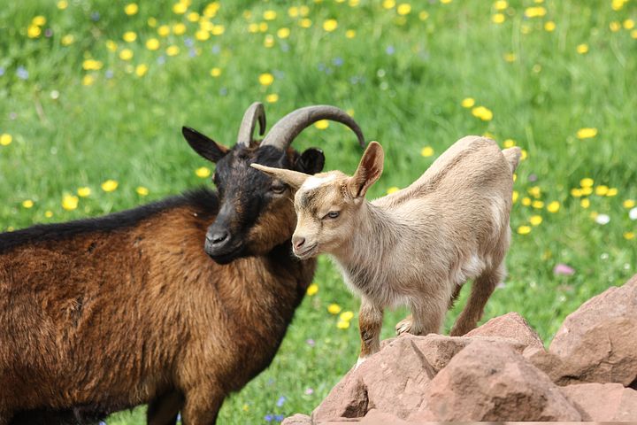 goats3