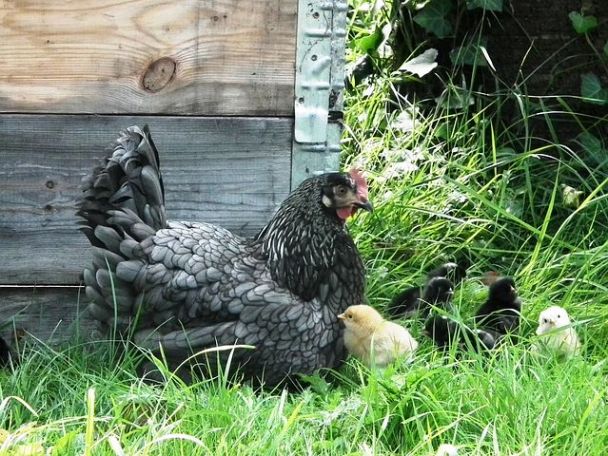 mother-hen