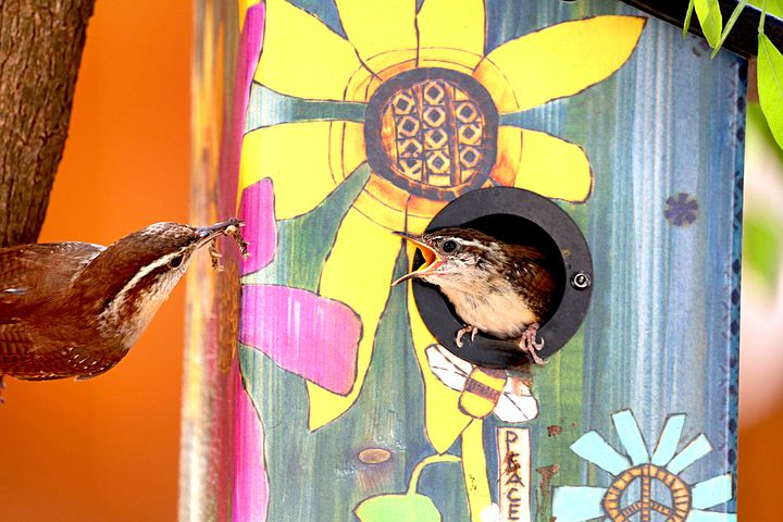 carolina-wren-