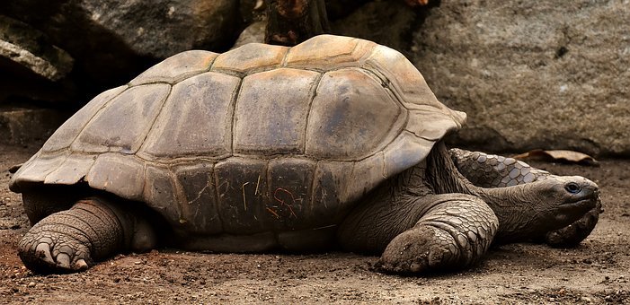 giant-tortoises-
