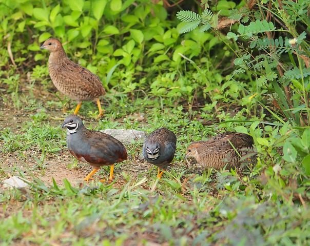 button-quail-