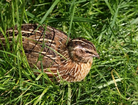 quail-