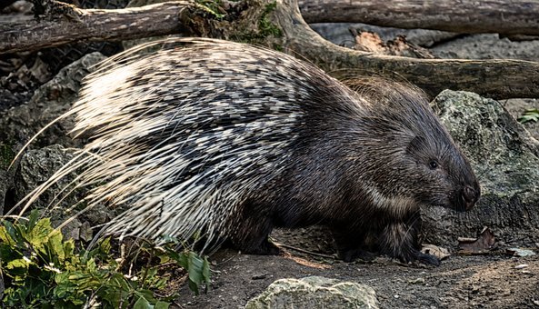 porcupine-
